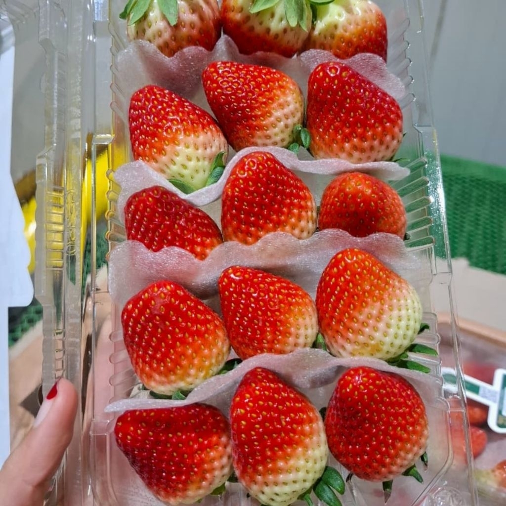 Strawberry korea eloasis jumbo 330gram / pack ( korean strawberry )