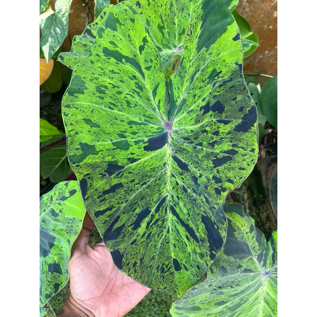 Tanaman colocasia mojito