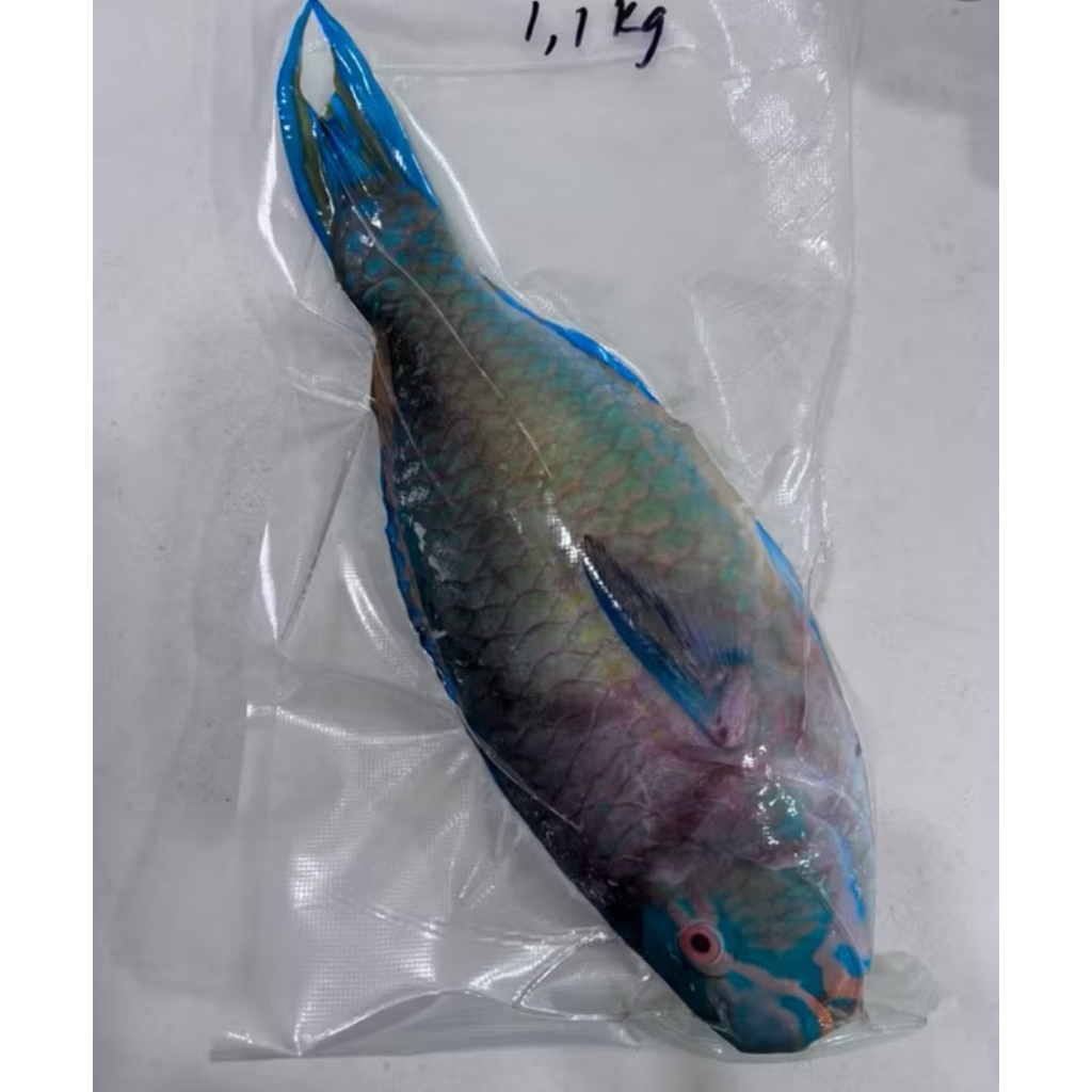 IKAN BAYAM ( PARROT FISH )