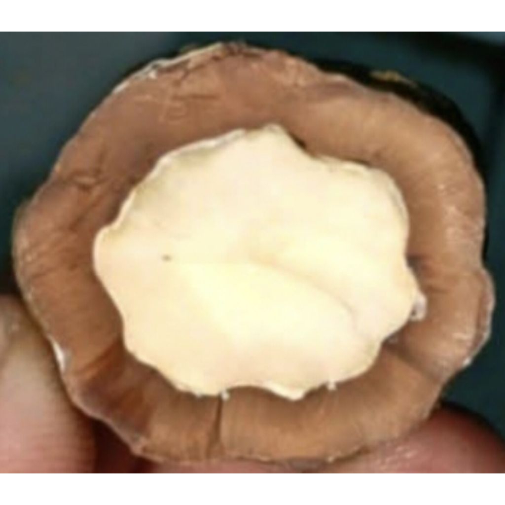 Muncang Adu Jenis Jalim Gurame X MD Batok Tebal Beli 3 Bonus 1