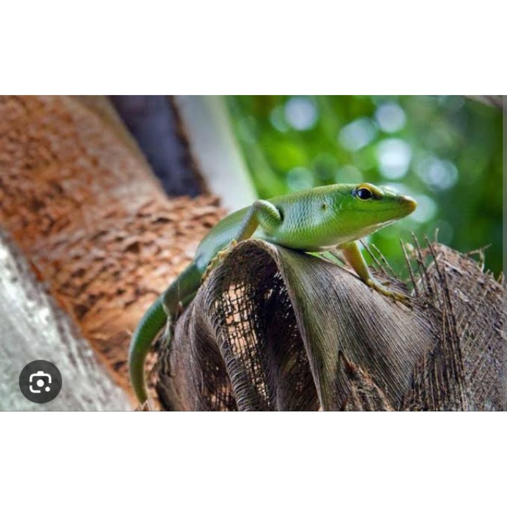 kadal hijau kadal pohon kadal hidup.