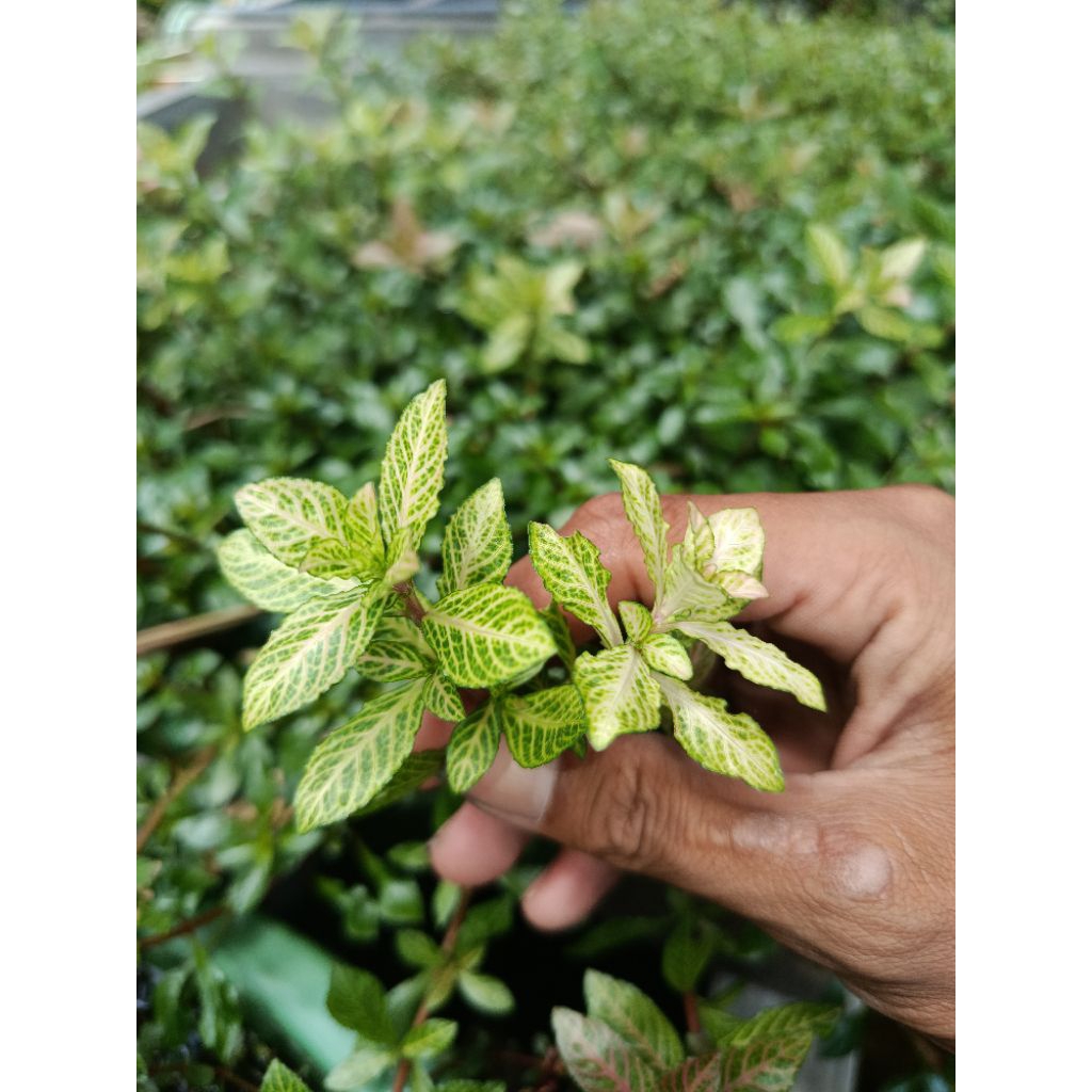 hygrophilla sunset tanaman aquascape