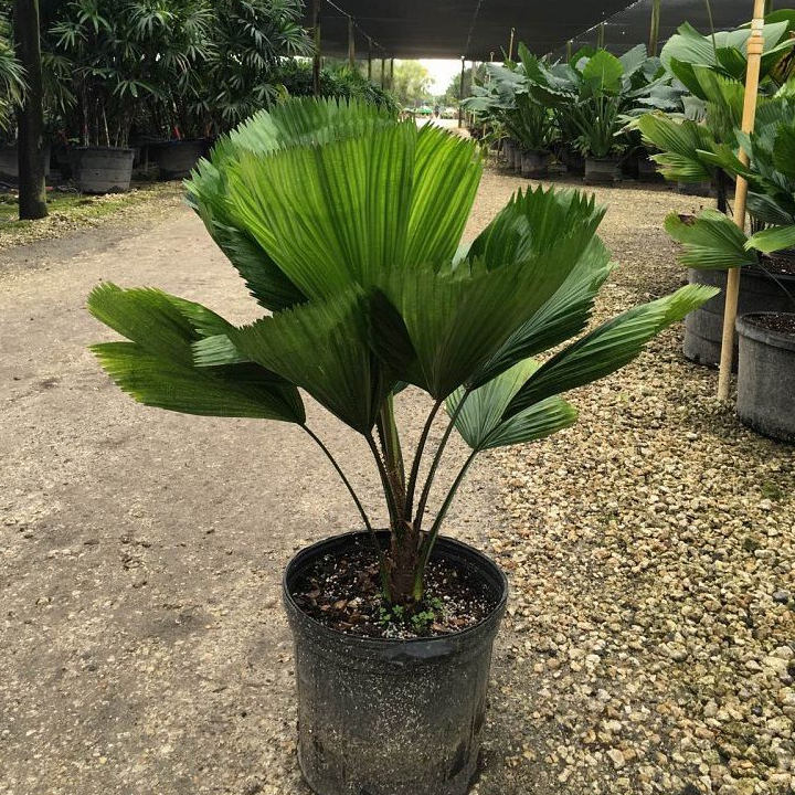 Licuala Grandis – Palem Kol Eksotis Tanaman Hias Tropis | Licuala grandis | Palem Hias Kipas Elegan