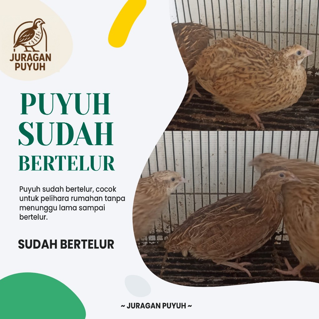 Puyuh Betina Sudah Bertelur