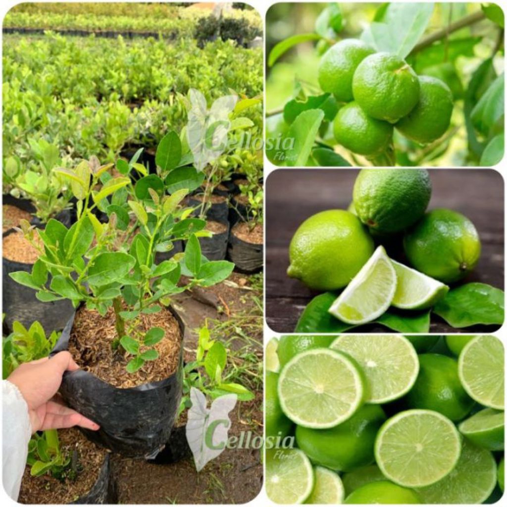 pohon jeruk nipis cangkokan siap berbuah