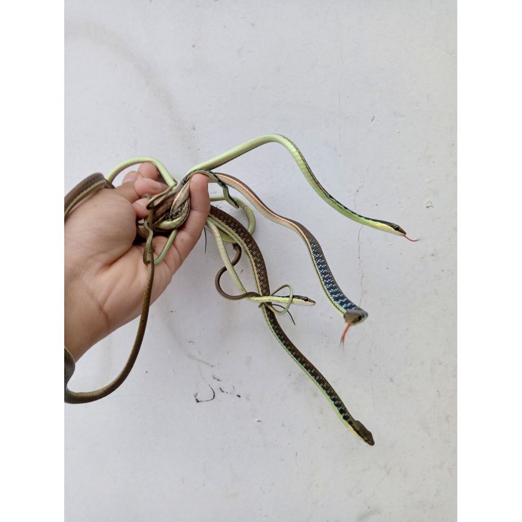 dendralapis pictus/ular tali picis