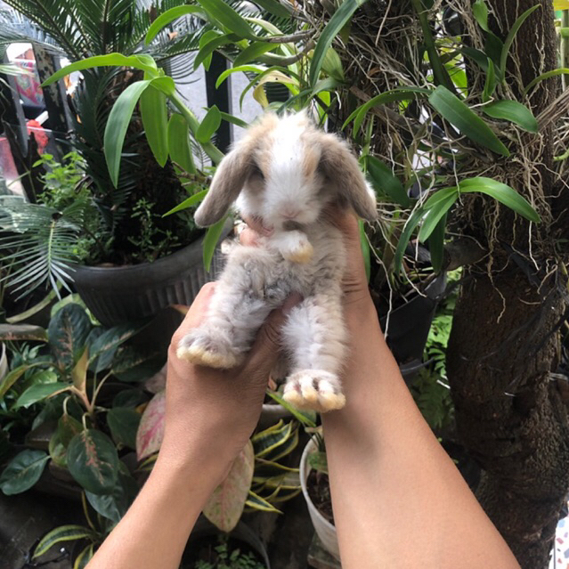 KELINCI HIAS FUZZY LOP | PURE BREED