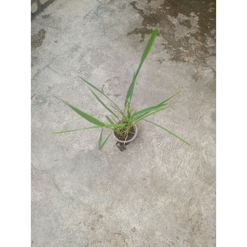 Tanaman Padi INPARI 32/ IRBB64 Ciherang Sudah berbiji Tinggal Panen Beras IRBB64