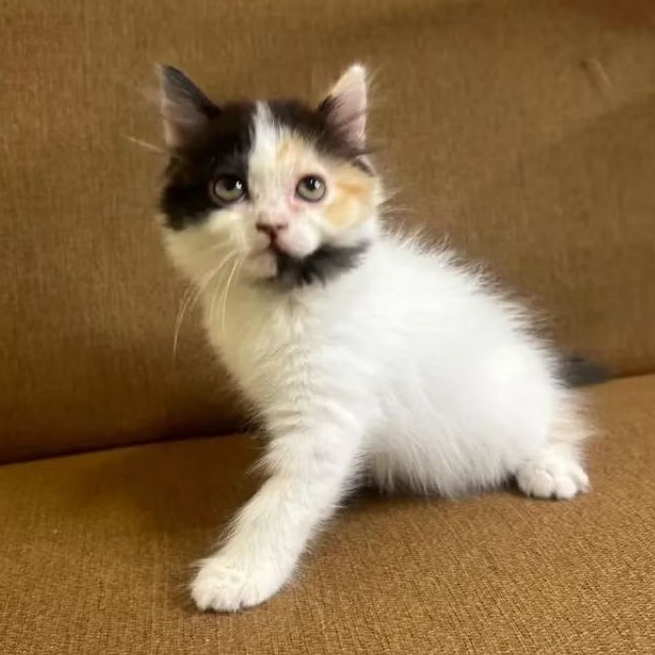 Kucing kitten Calico Super Cantik