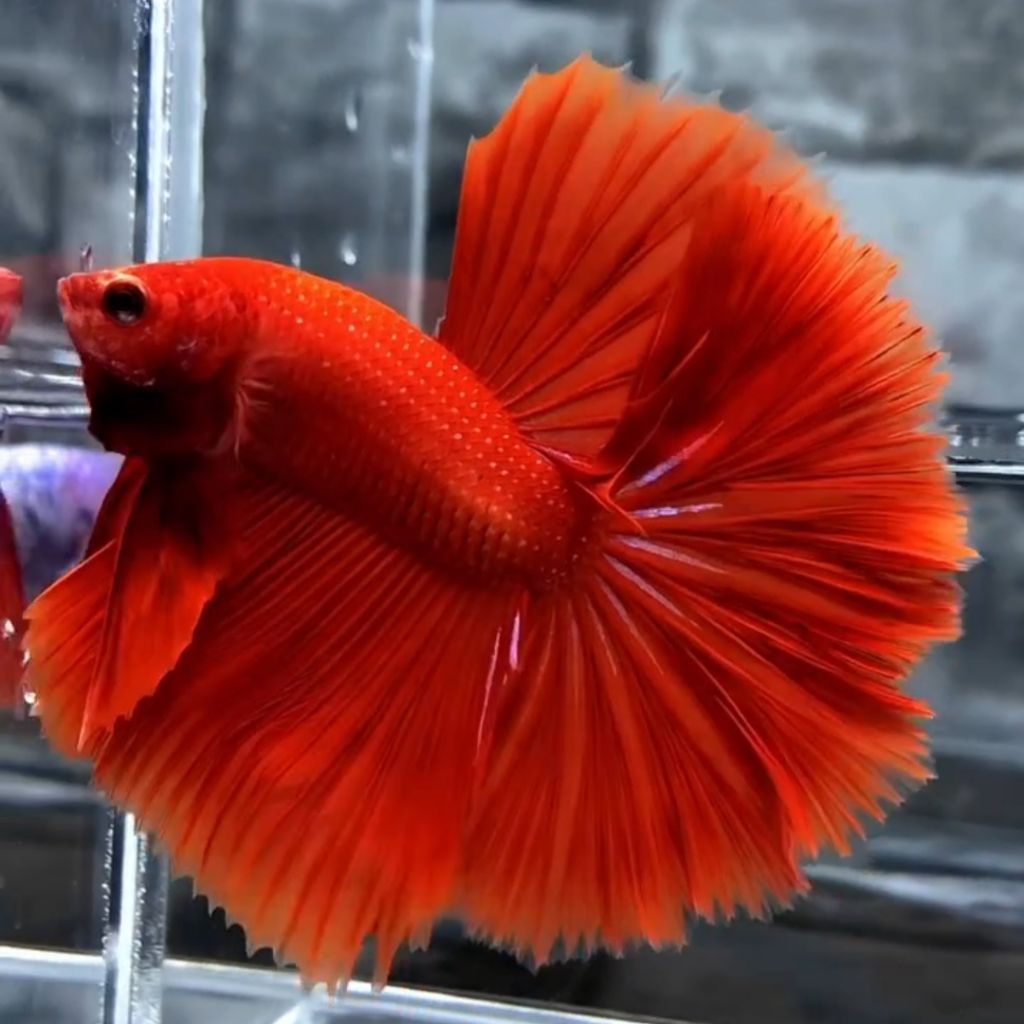 Cupang halfmoon super red jantan umur 5 bulan