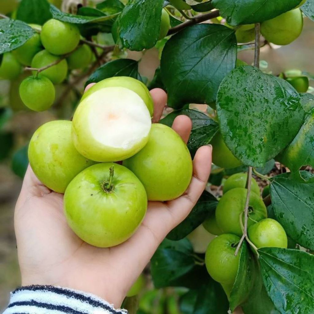 BIBIT BUAH APEL FUTSA /APEL INDIA/CEPAT BERBUAH