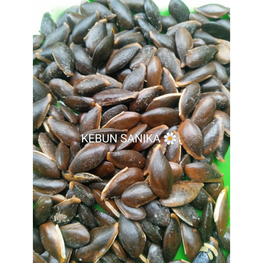 Kecik/biji sawo Manila 30 biji