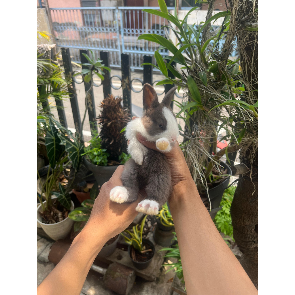 KELINCI HIAS DUTCH | PURE BREED