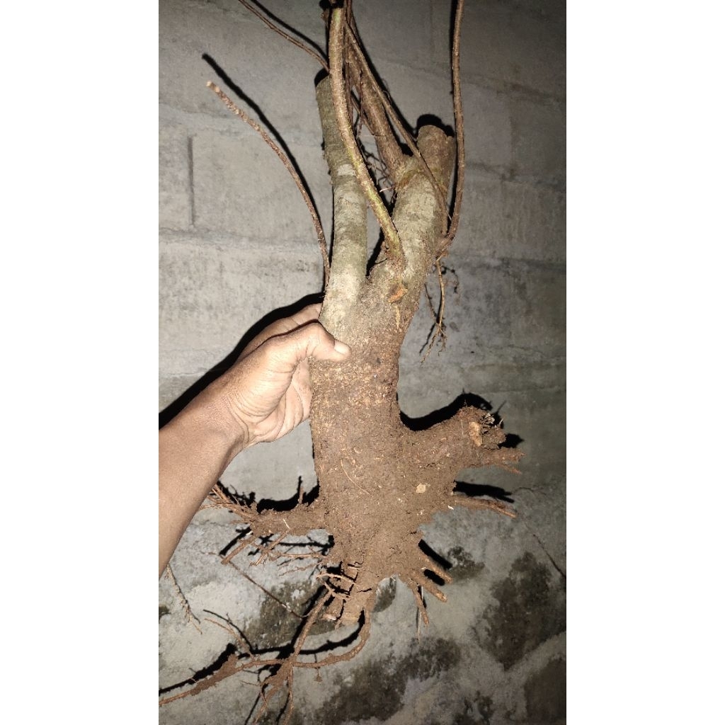 bahan bonsai ficus beringin Bunut pucuk merah sesuai gambar