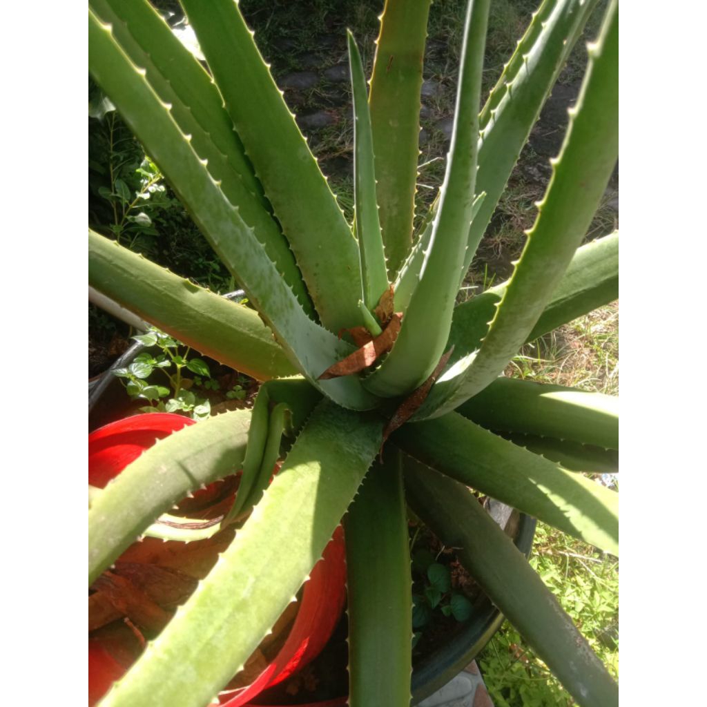BIBIT LIDAH BUAYA / ALOEVERA BARBADENSIS