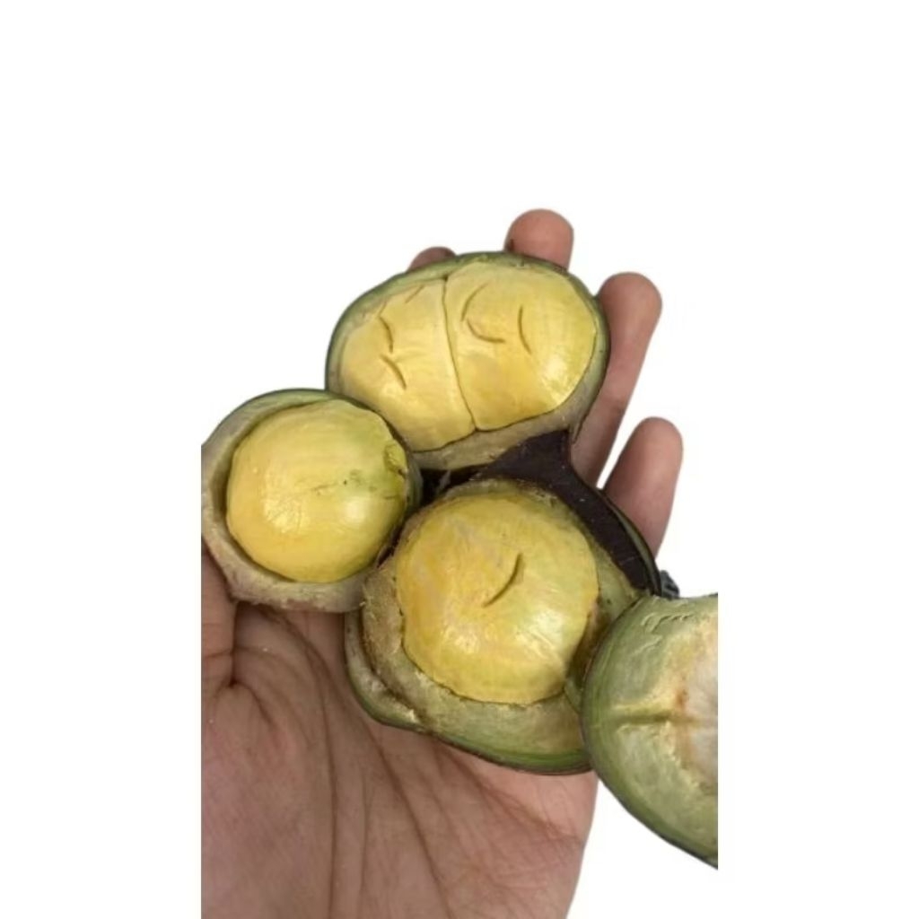 Jengkol Muda Fresh 1kg/Lalapan Mentah(cangkang)