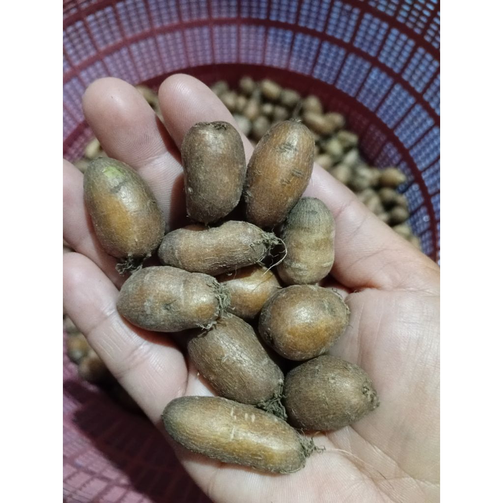 Kentang Hitam Jawa Ukuran Kecil / Mini 1kg