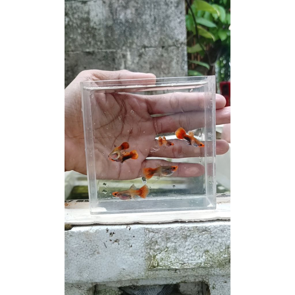 Sticker aquarium guppy magenta koi sb gb ribbon