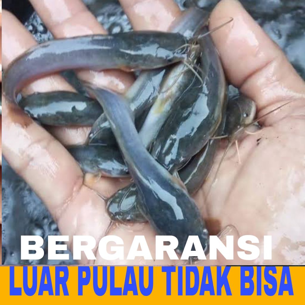 benih lele mutiara 50 pcs