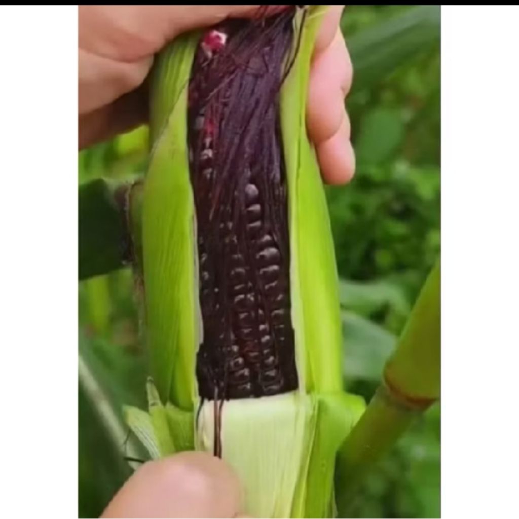15 Butir Benih Jagung Ketan Hitam - Tinggi Antioksidan, Rasa Manis, Kaya Nutrisi