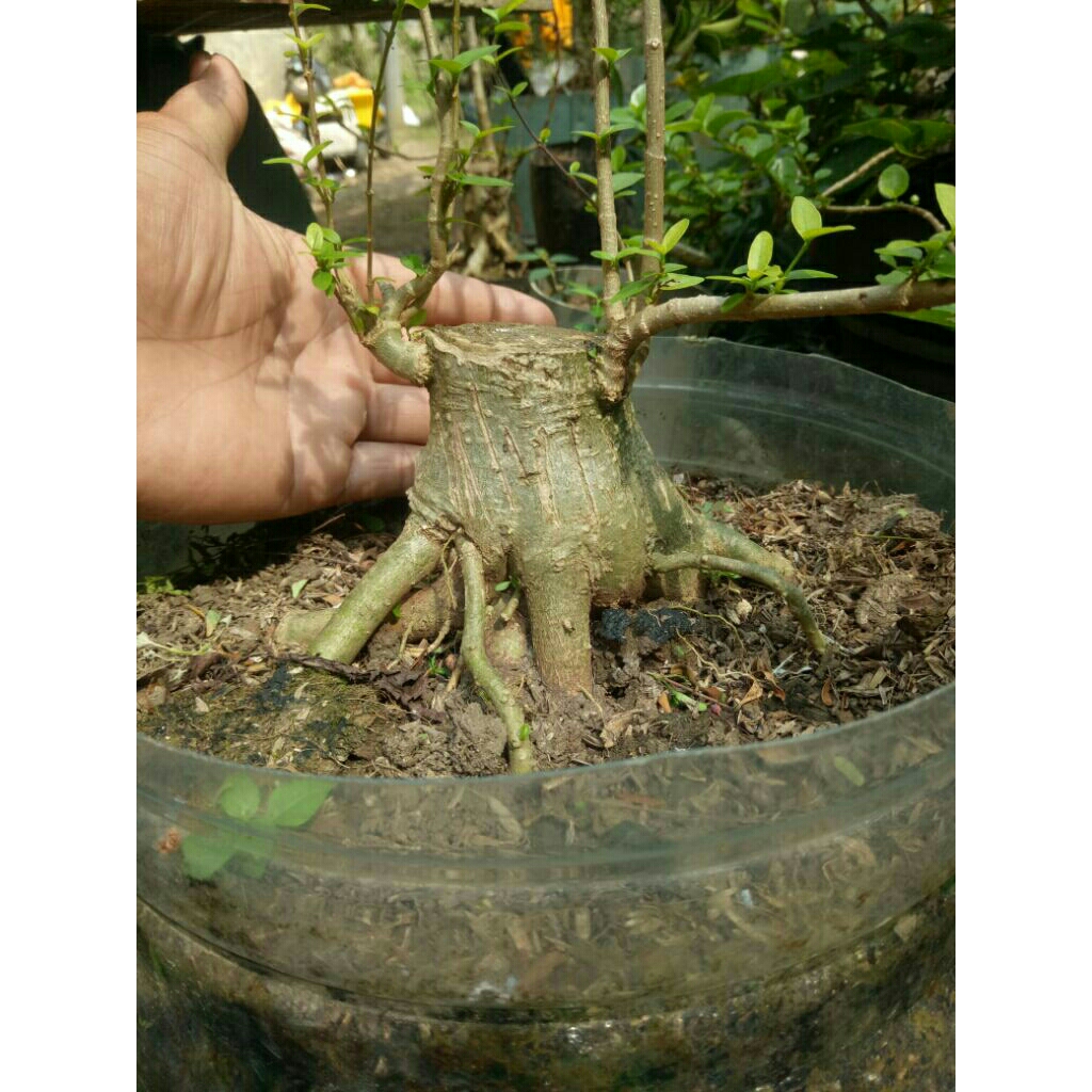 bahan bonsai anting putri bogel