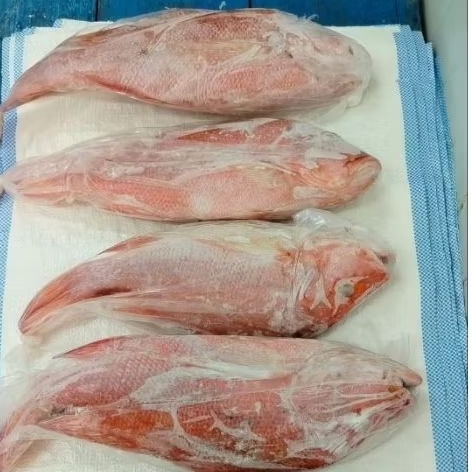 IKAN KAKAP MERAH 1 KG