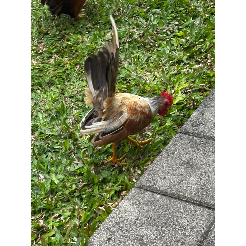 anak ayam kate hidup
