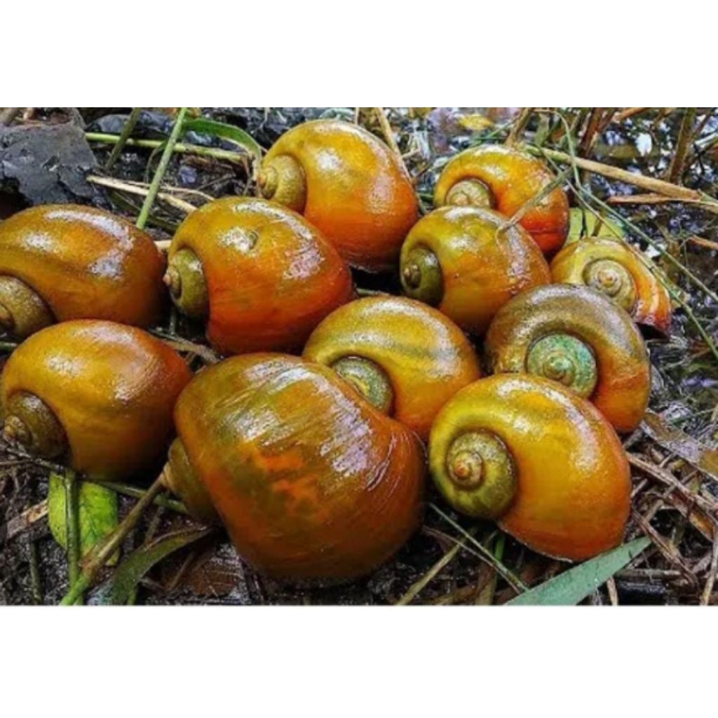 KEONG MAS 1 KG