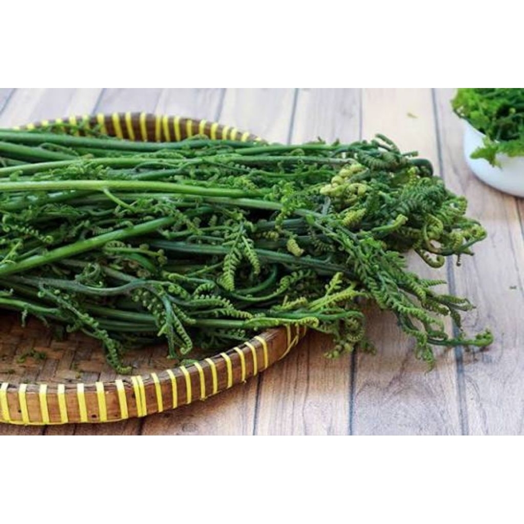 pakis sayur segar 1kg/ pakis sayur segar 1kg /pakis sayur segar 1kg berkualitas