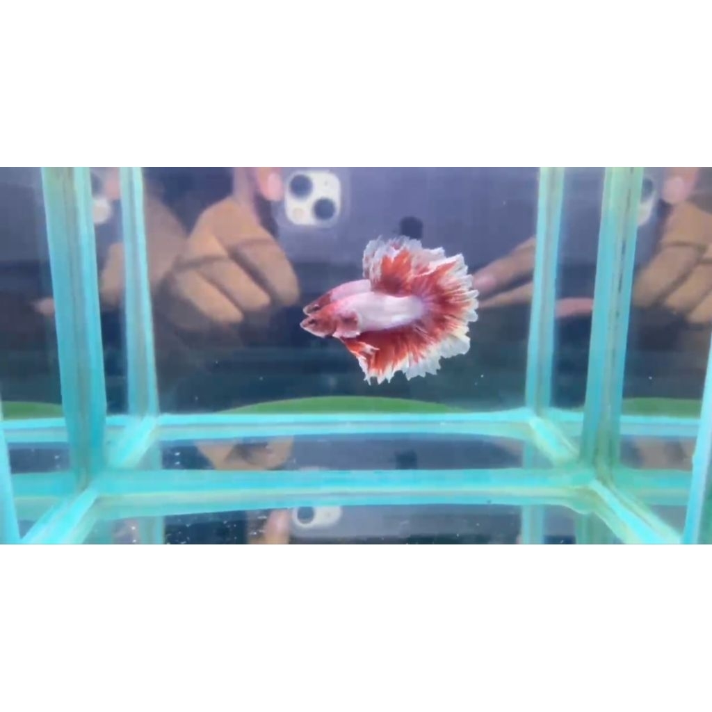 hm king rosetail dan pk king rosetail