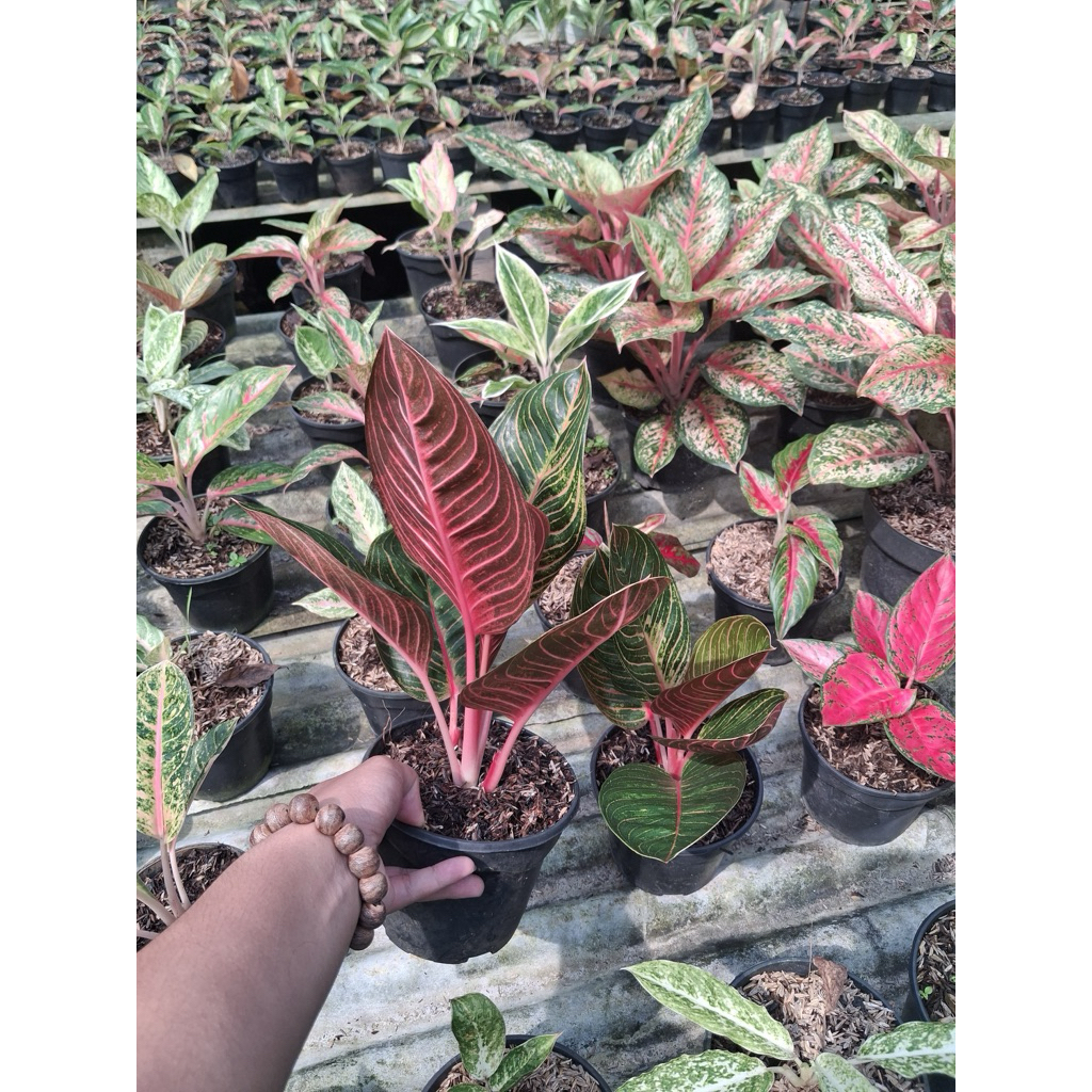 Tanaman hias aglaonema kresna red