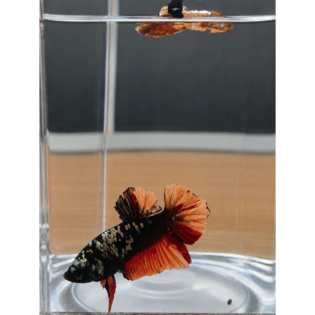 Cupang Avatar Nemo Cooper