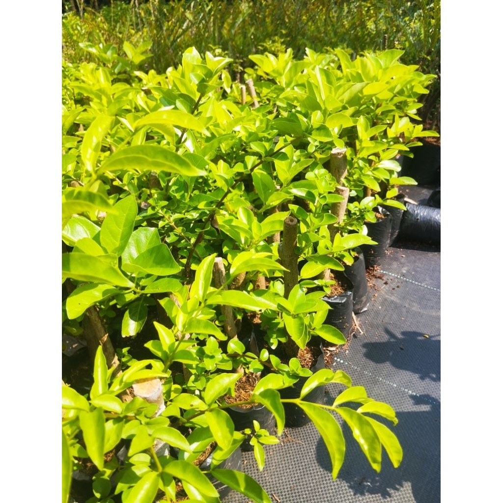 bahan bonsai sancang siap program sudah berakar - ukuran jari - stek sancang