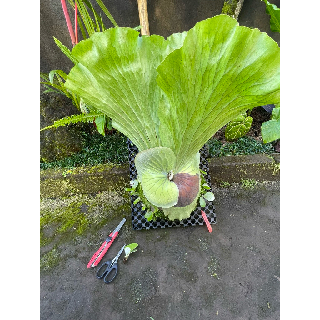 platycerium elephantotis