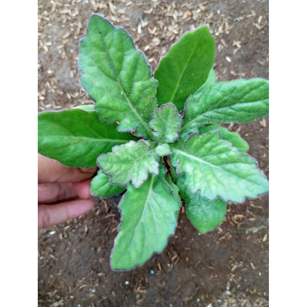daun dewa/tanaman herbal/herbal dewa/