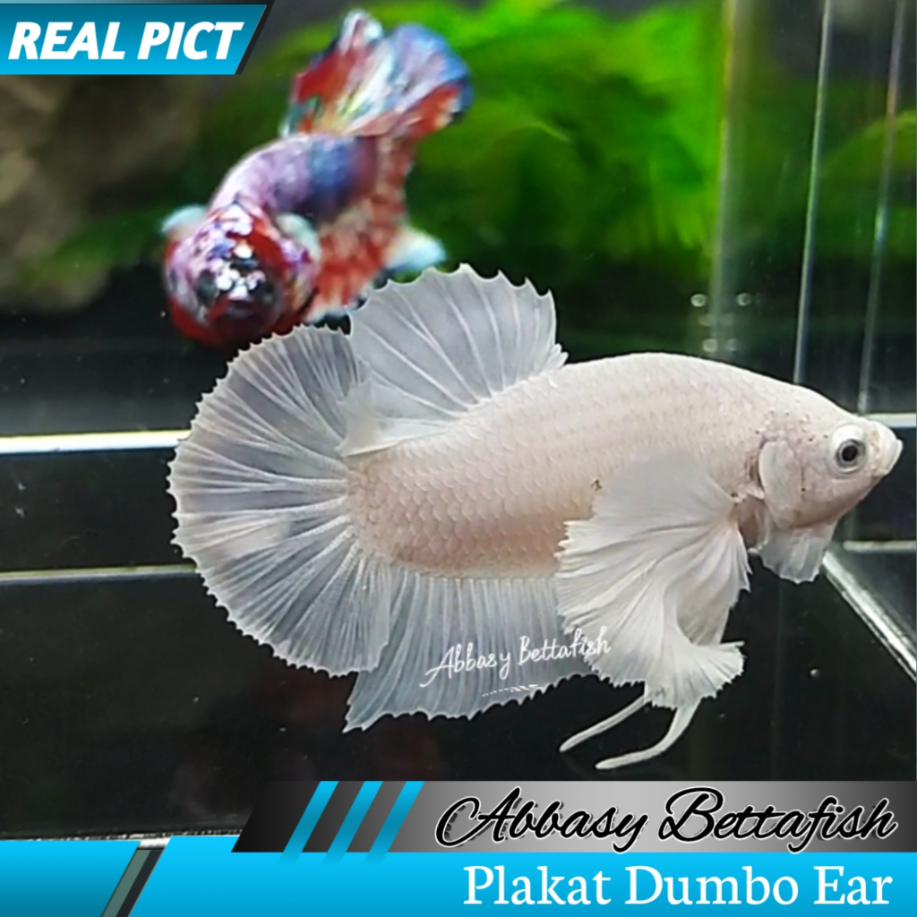 Plakat Dumbo Ear White Platinum Jantan Male Real Picture