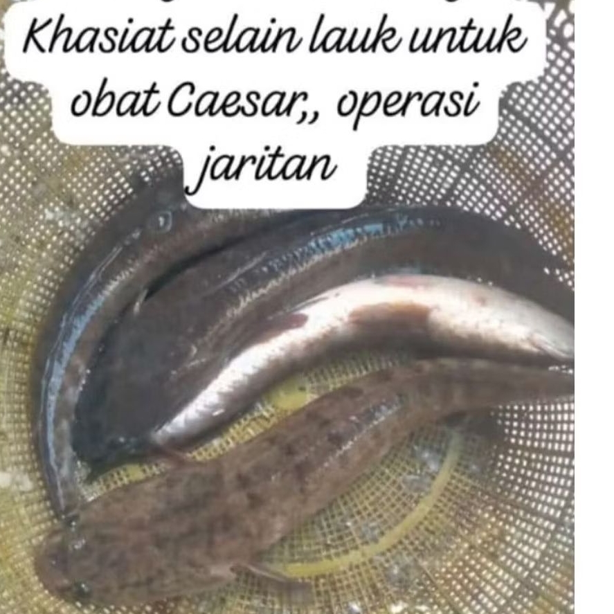 IKAN GABUS UNTUK OBAT/ BISA JUGA DI KONSUMSI BUAT LAUK