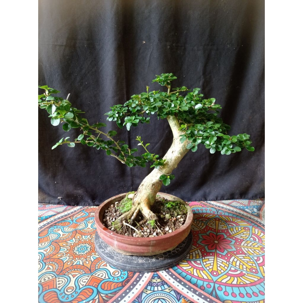 Bonsai sisir kaliage small