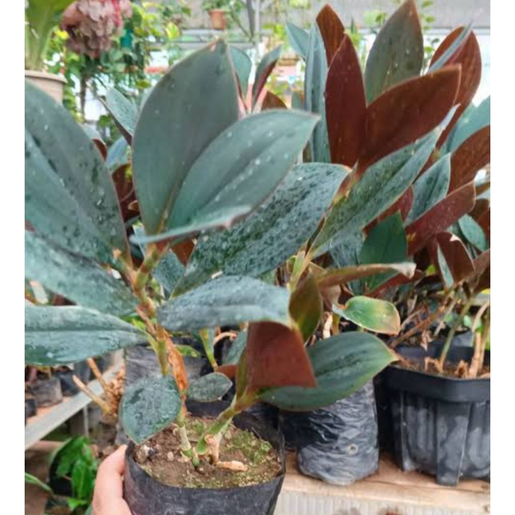 Tanaman Hias Pacing Ungu / Tanaman Hias Pacing Merah Costus Erythrophyllus / Pacing Daun Merah Canti