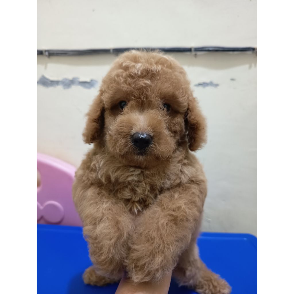 anakan poodle asli hanya medan