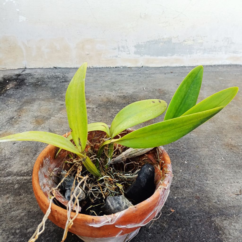Tanaman anggrek cattleya mantini dewasa bunga ungu wangi besar kode D