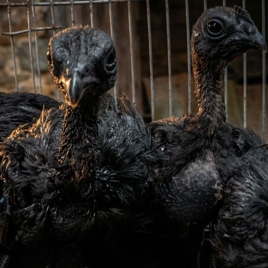 Ayam Cemani Kualitas Peternak Usia 1 Bulan Lidah Hitam Original Indonesia
