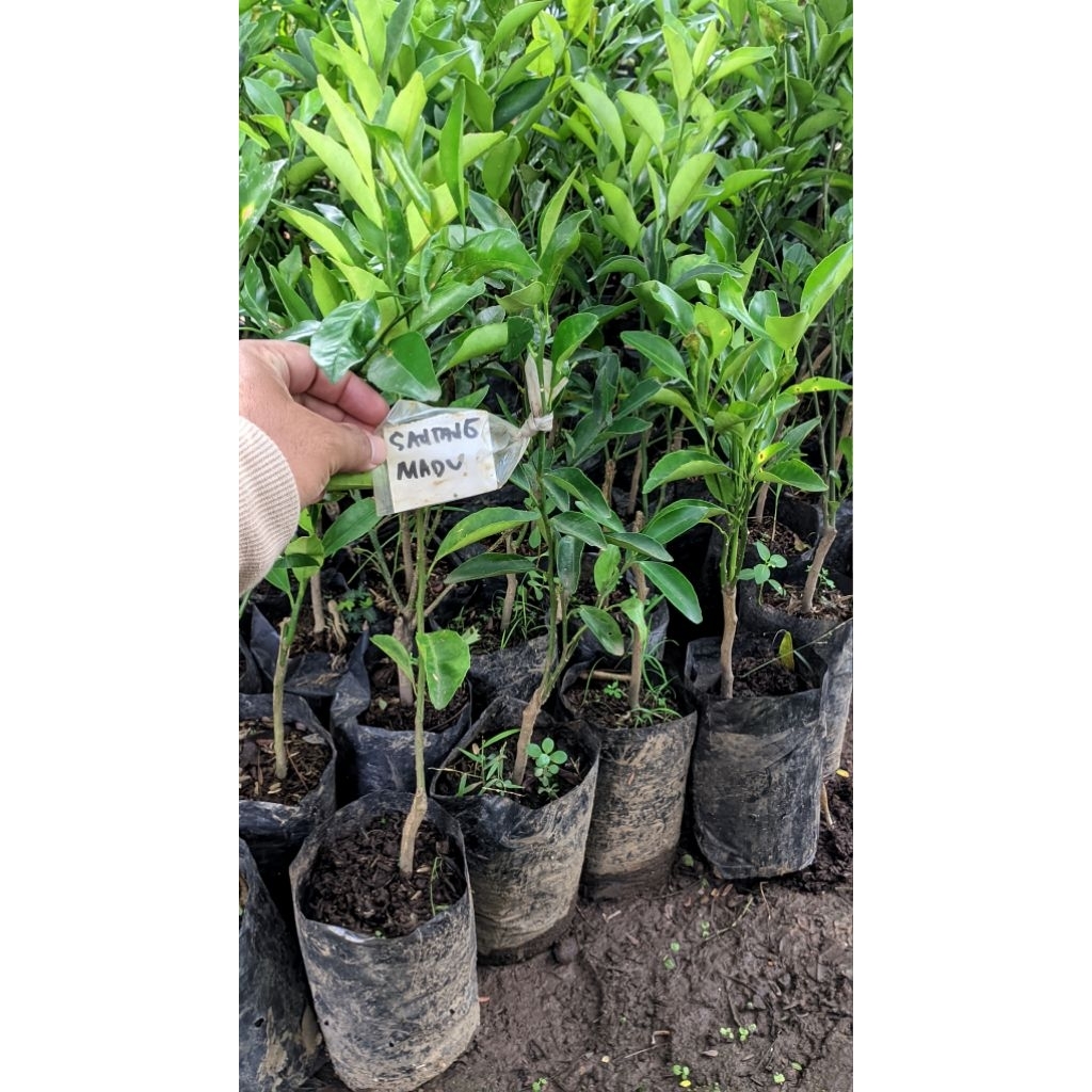Bibit Jeruk Santang Madu okulasi valid