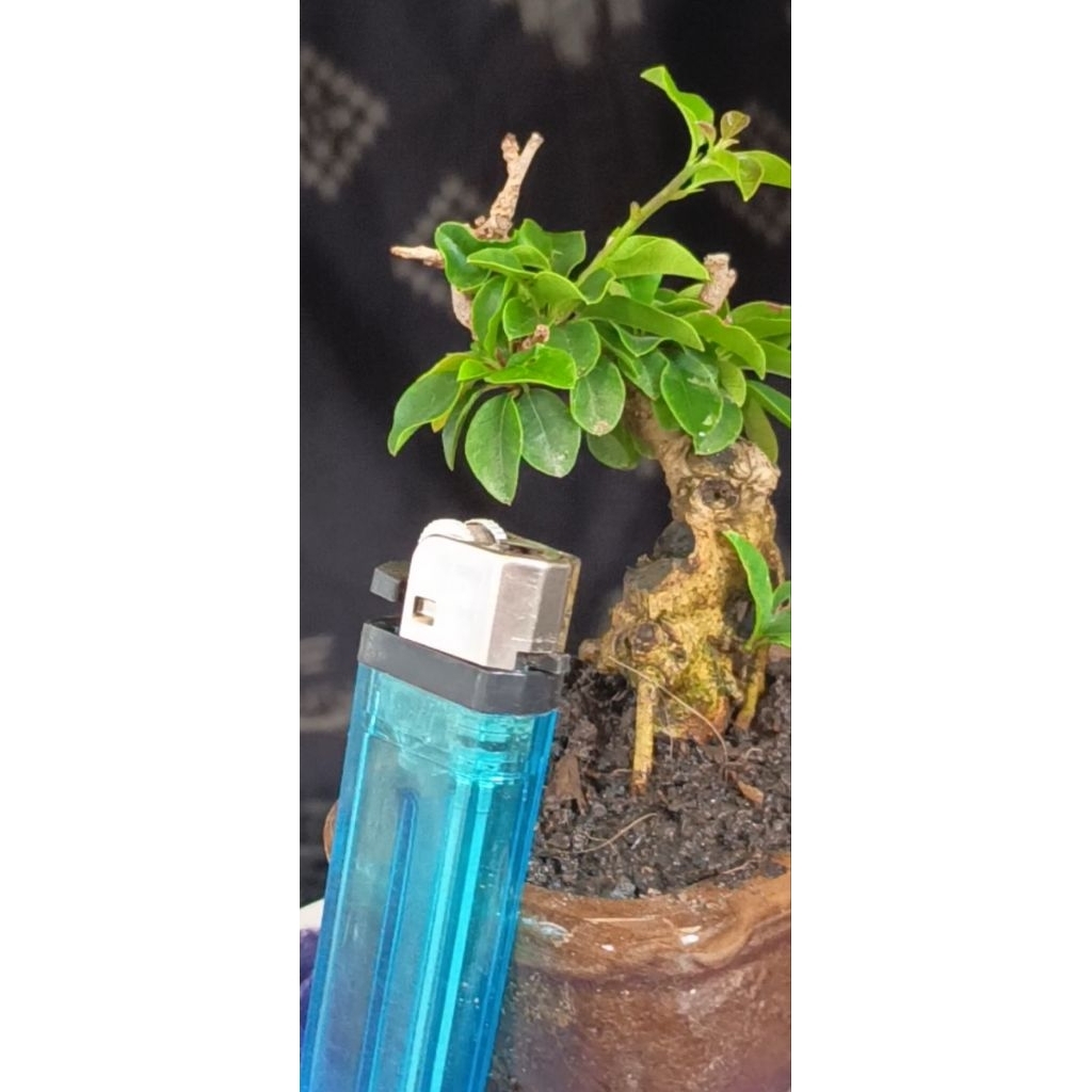 Bonsai sisir/kaliage  Shito