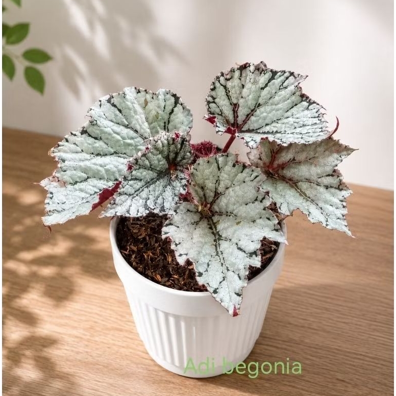 promo tanaman hias begonia silver putih rekomendasi pot 17cm