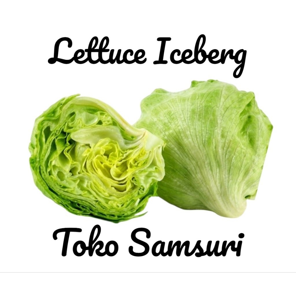 Head Lettuce • Lettuce Iceberg • Selada Kebab