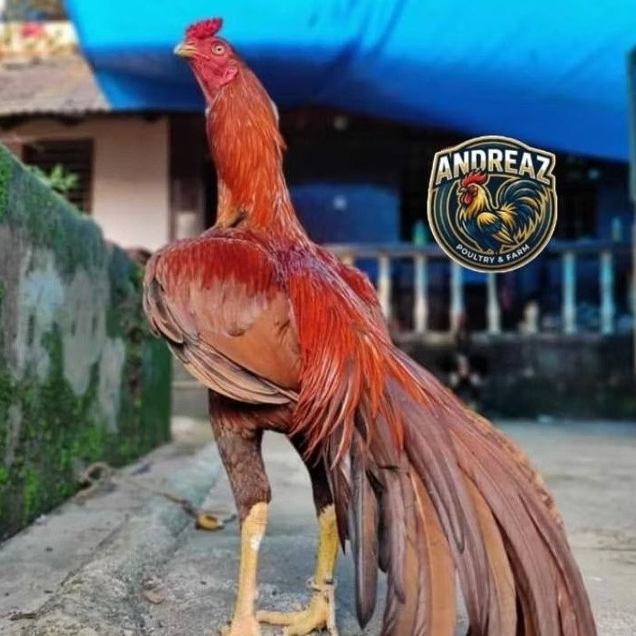 telur ayam BANGKOK WANGKAS jumbo untuk di tetaskan FULL BRAKOT IQ X