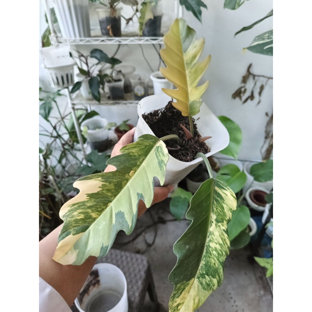 Philo Caramel Varigata Marble