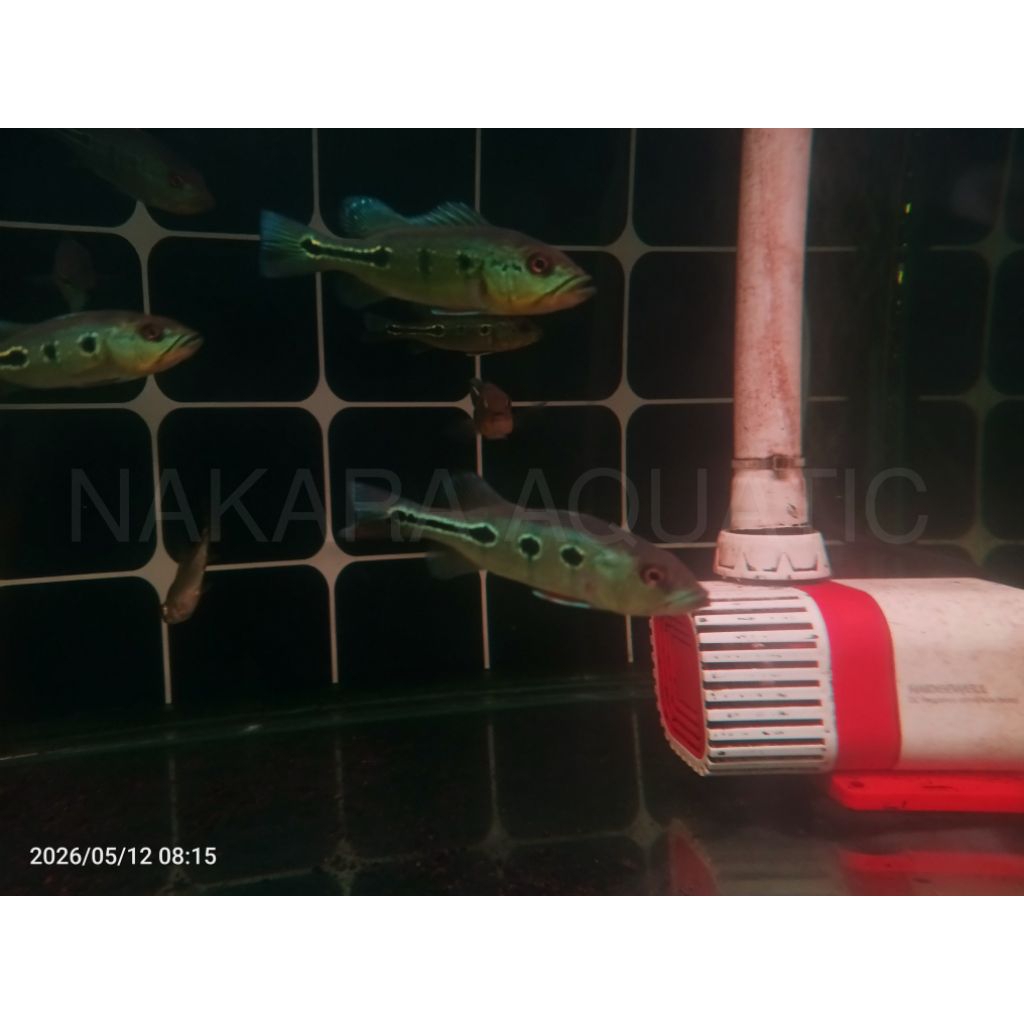 Pbass Orinoco 3 Spot Hulk ±11cm Pelet