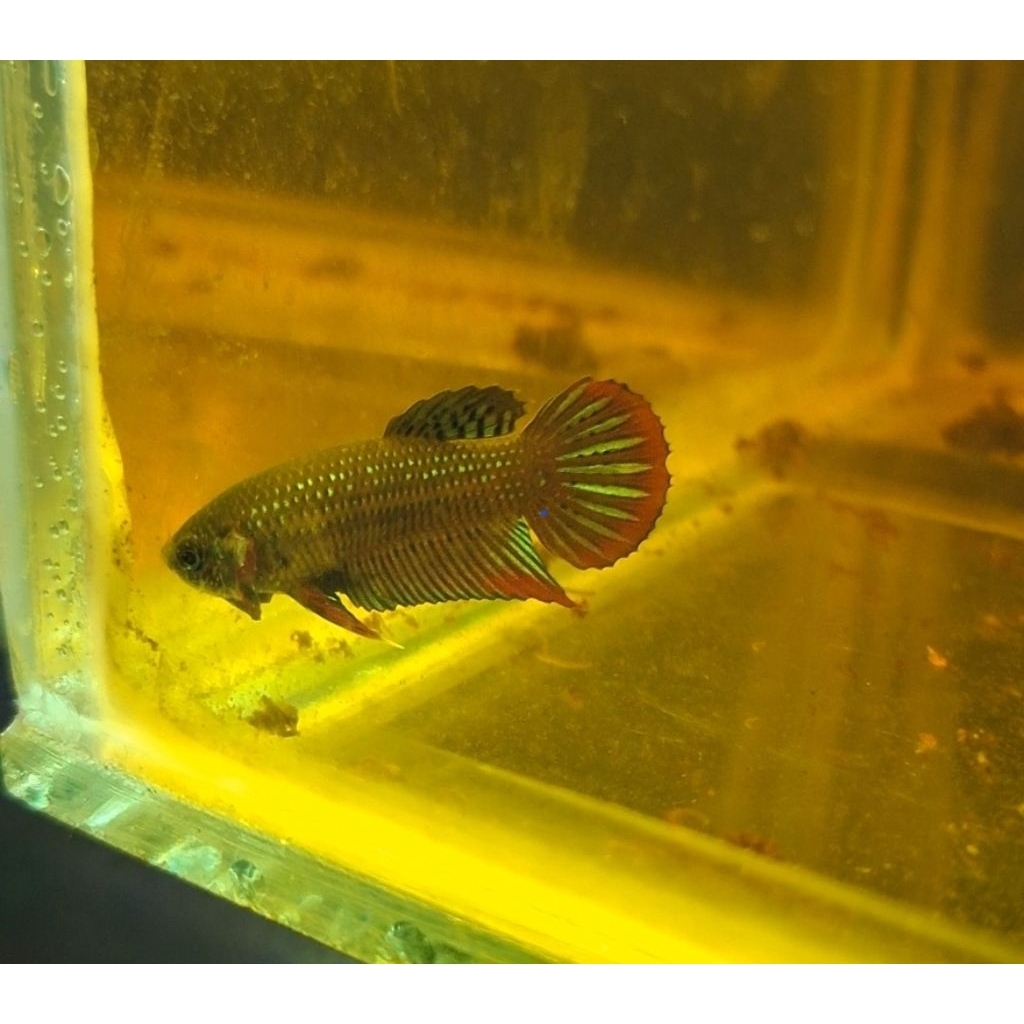 Wild Betta Imbellis Sumatera termurah
